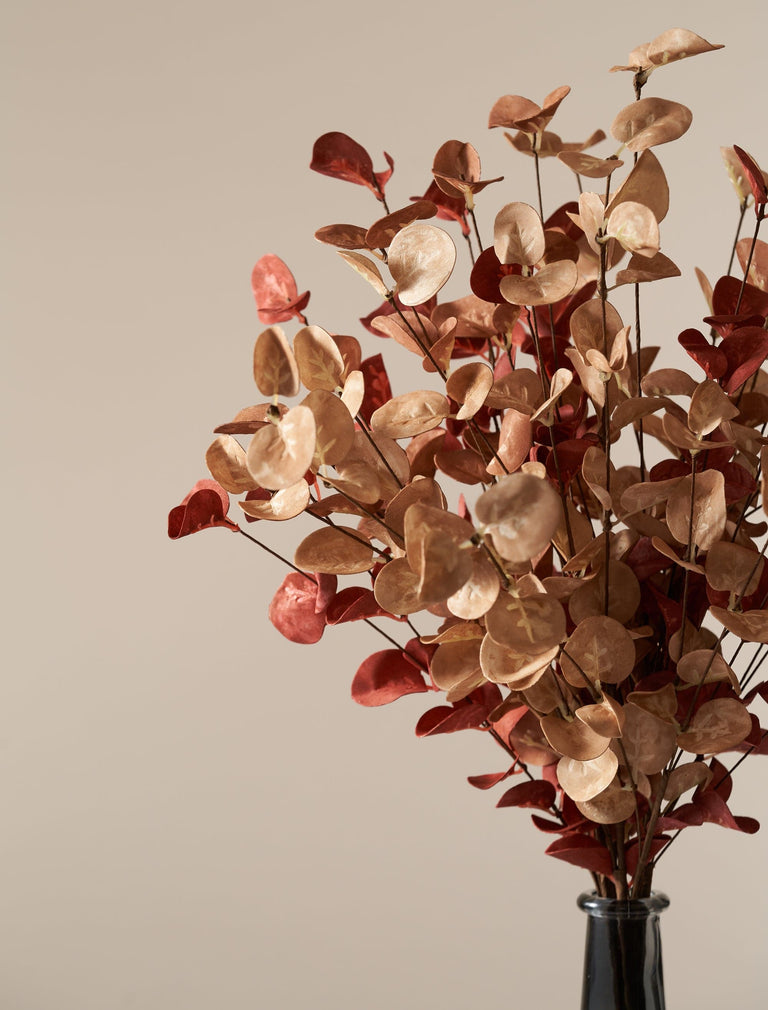 Falscher Eukalyptus - sortiert (5 Stiele)