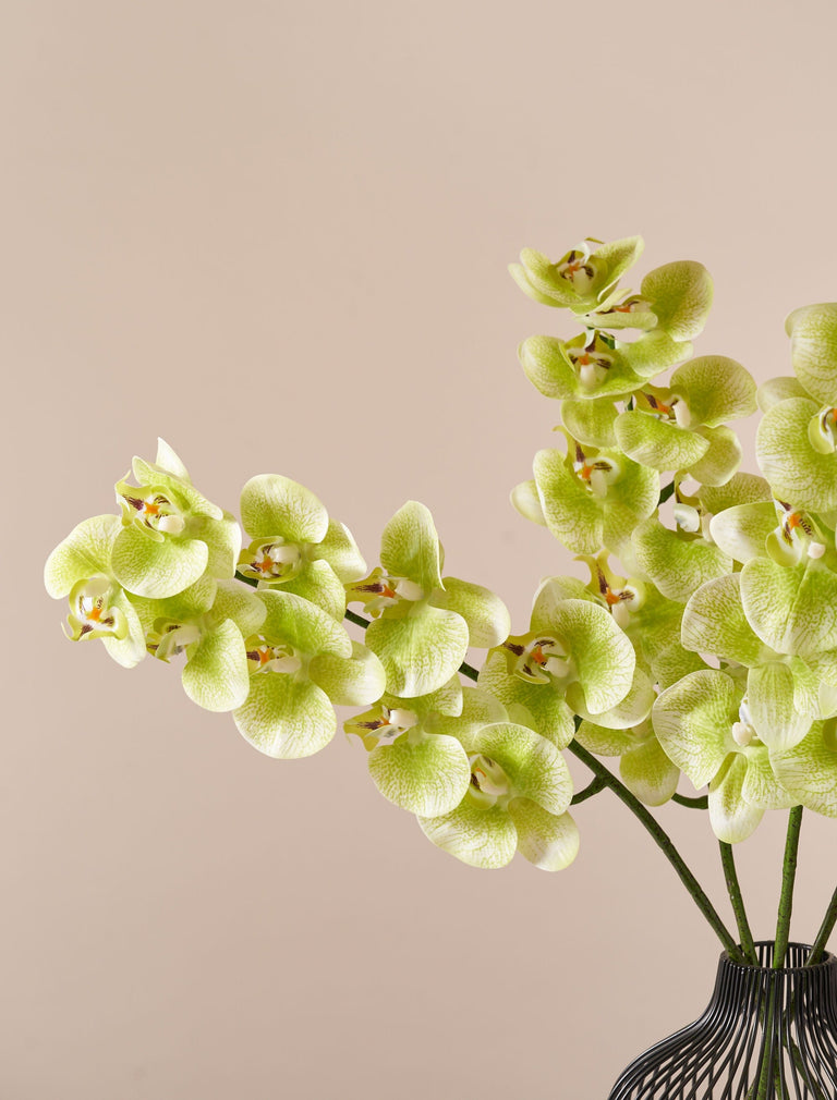 Falsche Orchidee - Limette (4 Stiele)