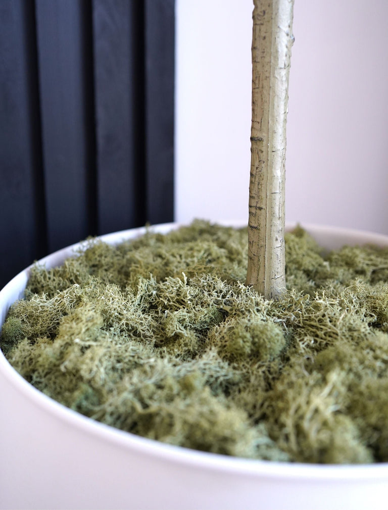 Ingemaakt mos - donkergroen (200g)