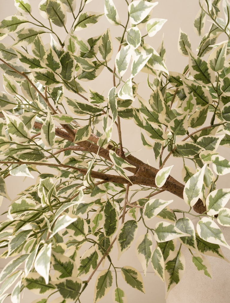 Kunstmatige oversized Ficus Anastasia-tak (2 takken)