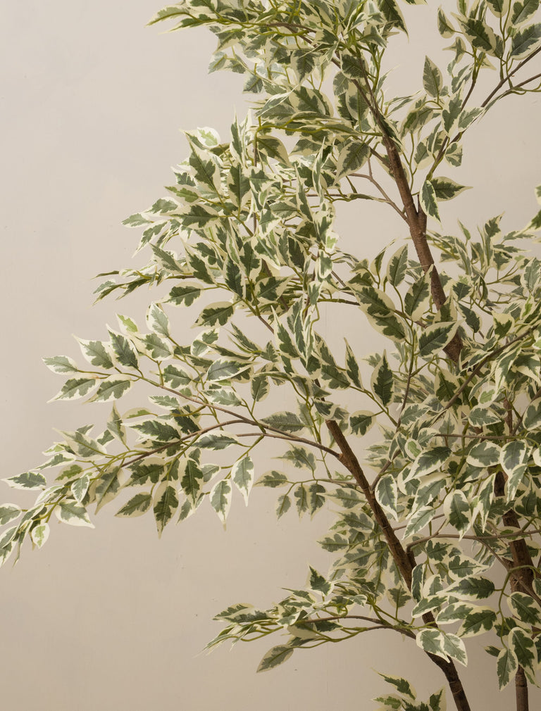 Kunstbaum „Ficus Anastasia“