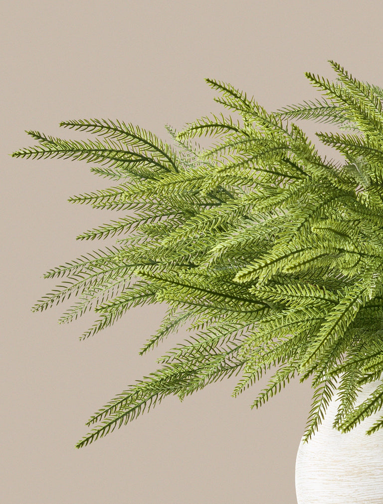 Falsche Norfolk-Kiefer (5 Stämme)